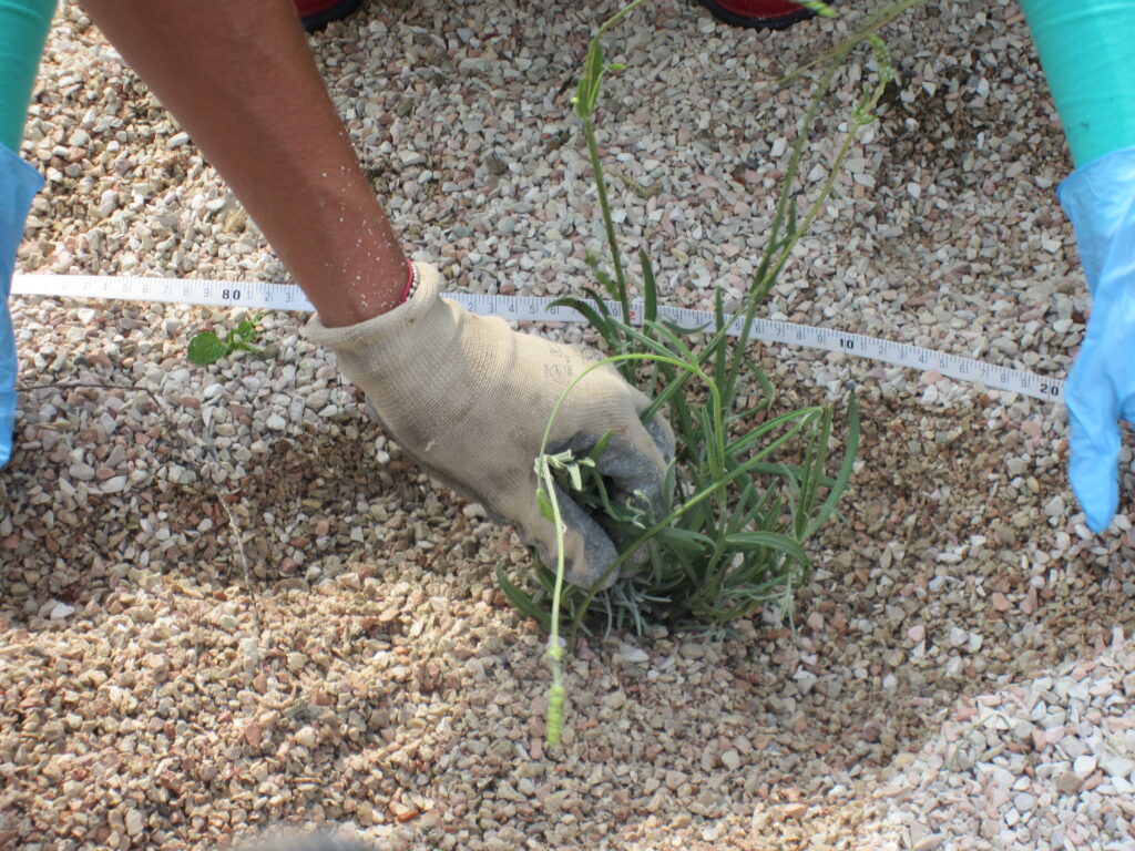 Planting phytoremediation plants to remediate contaminated soil rehabilitation